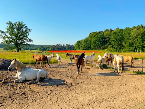 Glückliche Pferde im Sommer auf unserem Reiterhof
